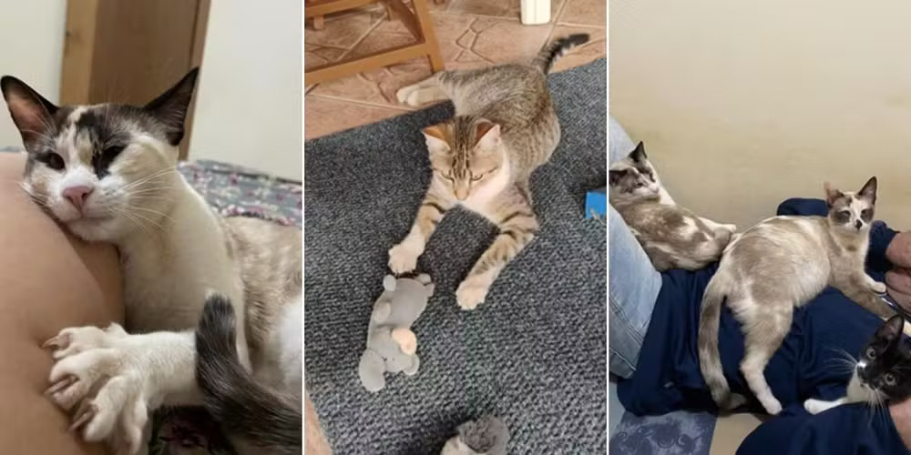 Mogi Guaçu cancela contrato de castração gratuita após morte de sete gatos