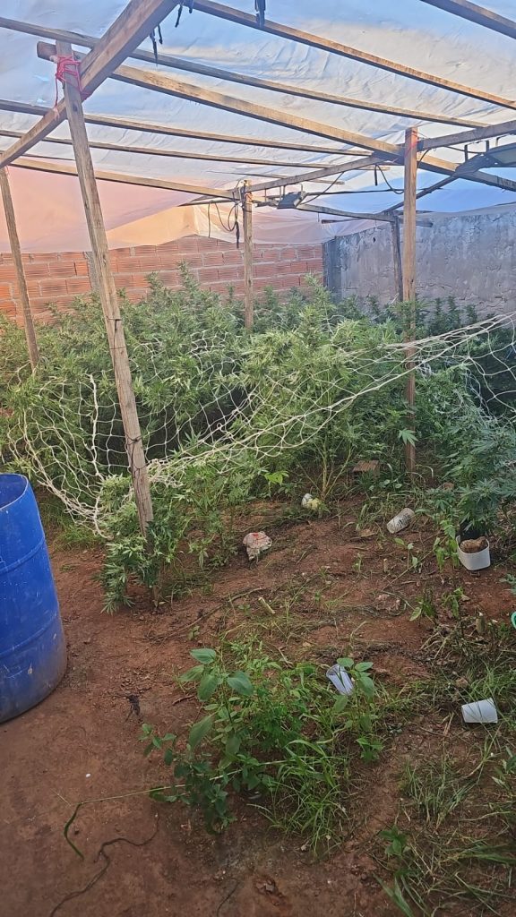 ​Investigação da Dise leva à apreensão de homem com plantação de maconha