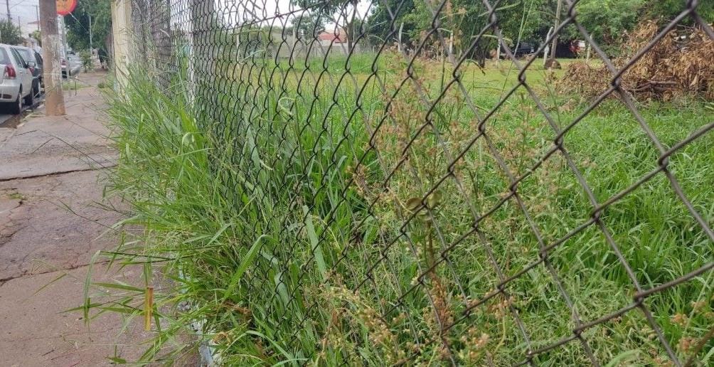 ​Mato alto em escolas de Mogi Mirim preocupa pais e moradores